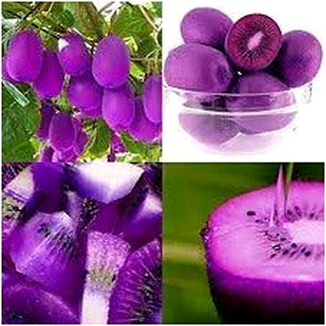 Purple Kiwi Fruit Seeds for Planting [neera-v5-b7d24a96e446b630e85e]
