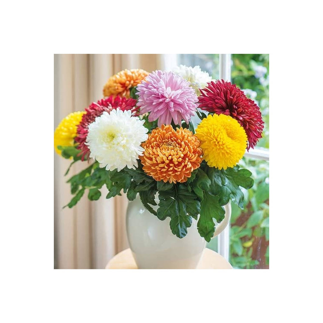 Chrysanthemum Ground Cover Chrysanthemum Morifolium Flower For Planting In Home Garden Or Lscape [neera-v5-b7d96ba601931c6563c0]