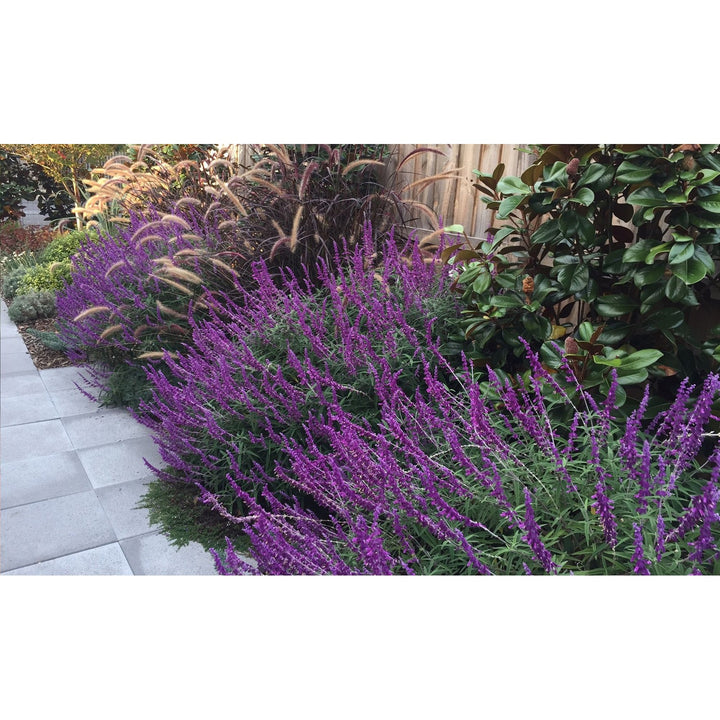 Lavender Barbara Flower Heirloom Non Gmo For Planting Fragrant Garden Blooms Flower Seeds for Home [neera-v5-b7dadd746509dd0b94b4]