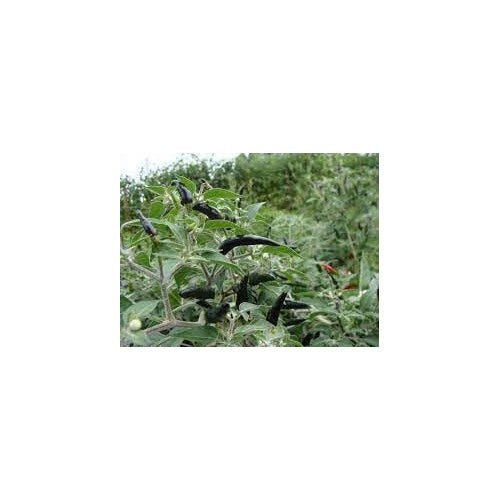 Cobra Pepper Seeds for Planting | Heirloom, Non-GMO, High Germination Organic Garden Seeds [neera-v5-b7dcd228e60f2f1a0e13]