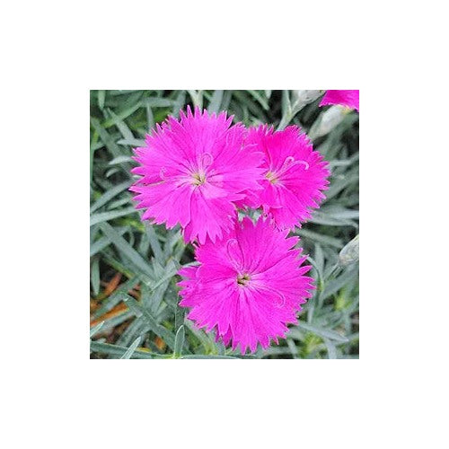 Pink Dianthus Cheddar Bright And Fragrant Flowers Flower Seeds Home Garden Planting, Exotic [neera-v5-b7e26c3ed7e782685bd9]