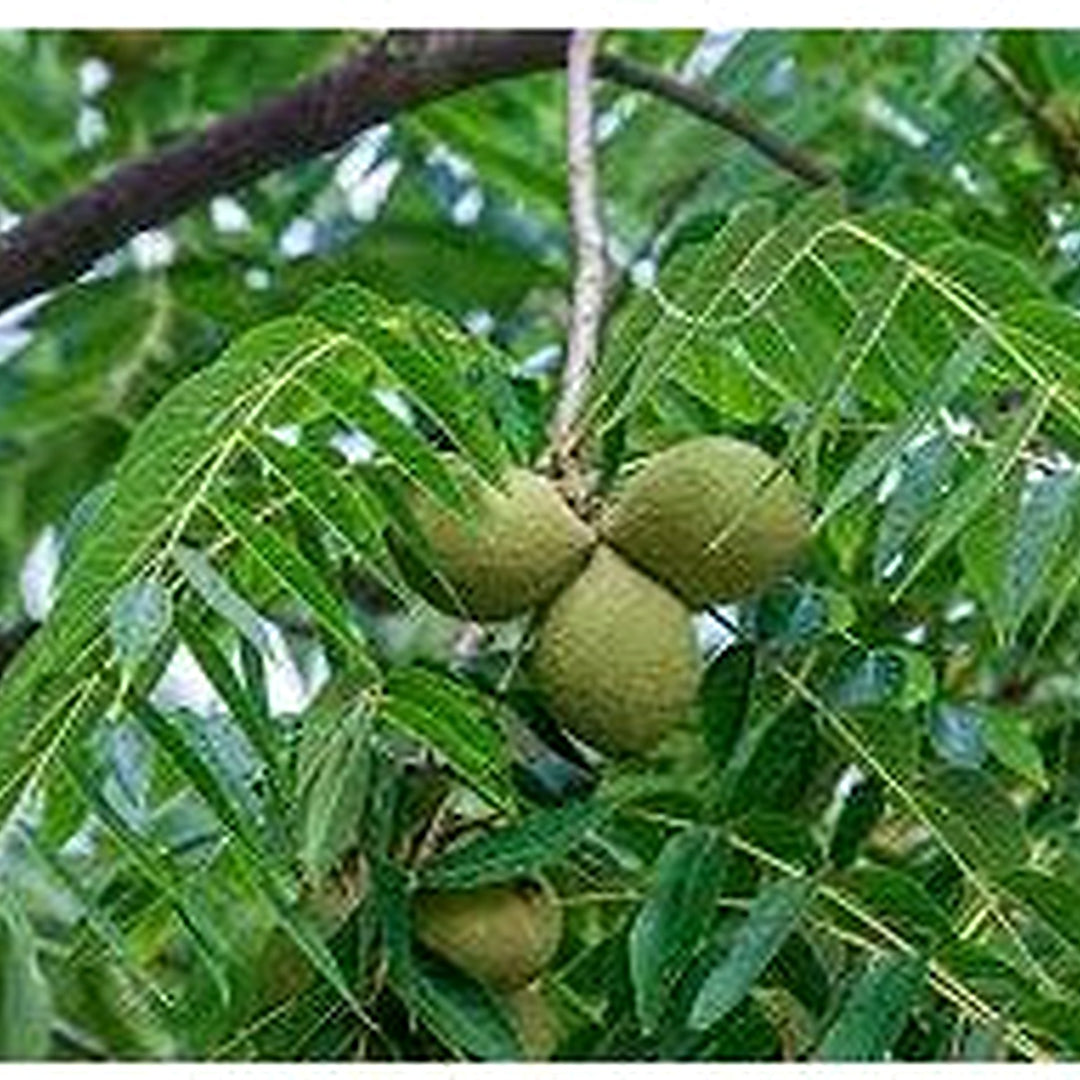 Black Walnut Plant Seeds for Planting [neera-v5-b7eaaed91117e41cc77d]