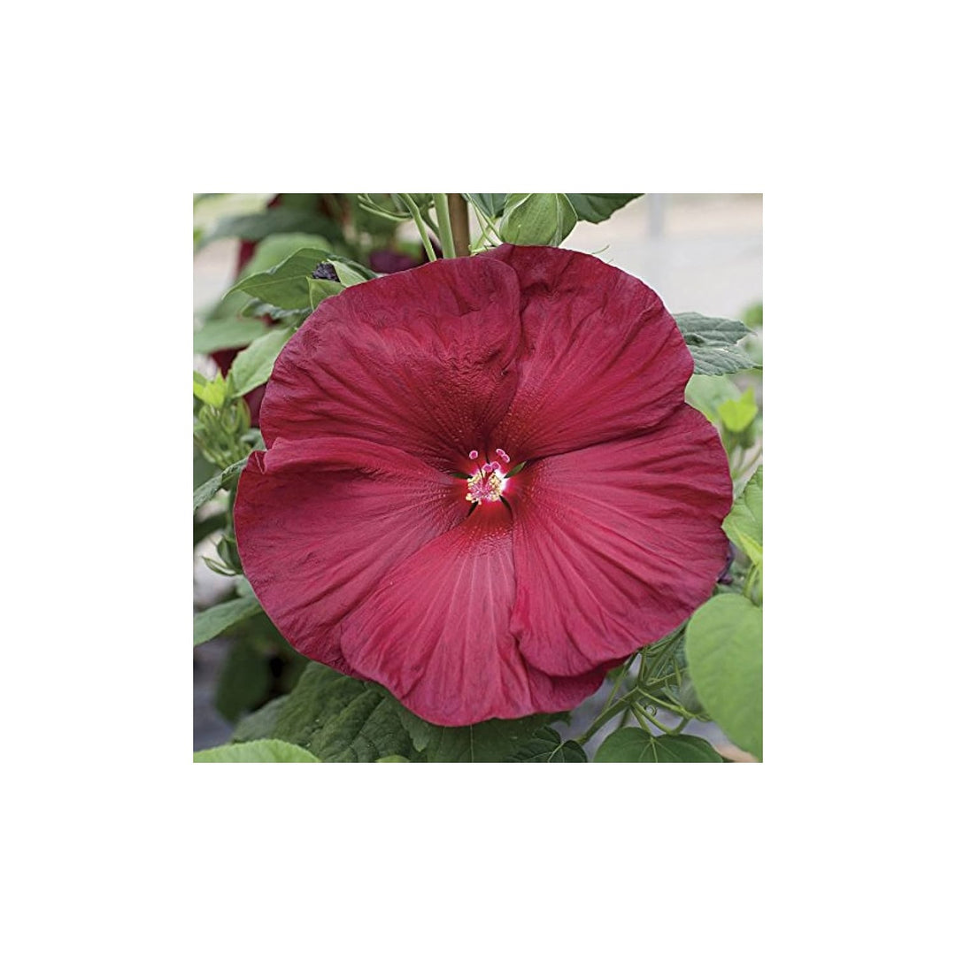 Hibiscus Mixed Colors Giant Perennial Exotic Flower Flower Seeds for Home Garden Planting, Vibrant [neera-v5-b7f066a54dd4782d6794]