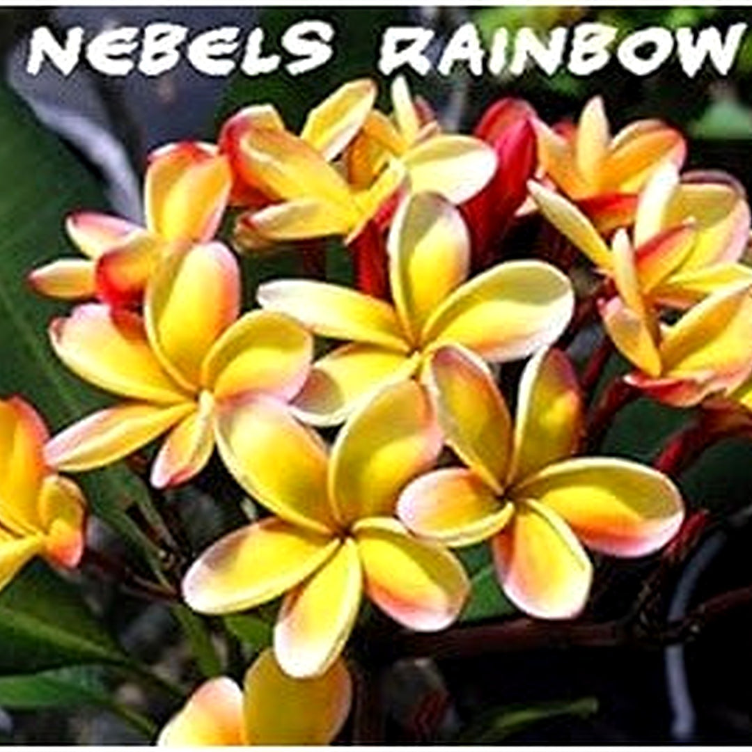 Yellow Frangipani Flower Seeds [neera-v5-b7f19def68efe46dc11f]