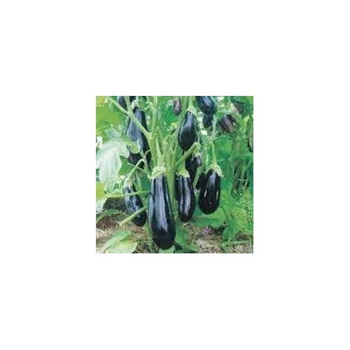 Eggplant Vegetable Seeds for Planting | Heirloom, Non-GMO, High Germination Organic Garden Seeds [neera-v5-b7f30ac54c99a0568ad0]