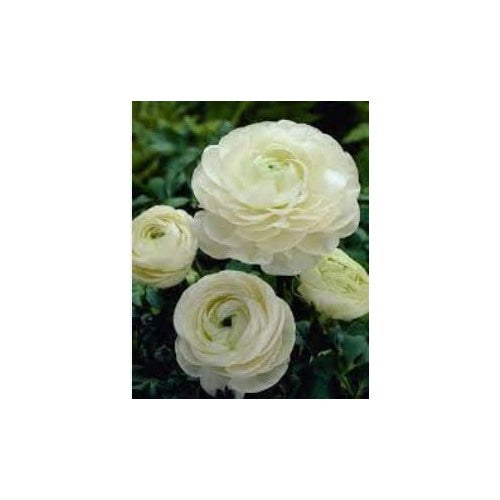 White Ranunculus Flower Seeds [neera-v5-b7f766edb1db7a18c81b]