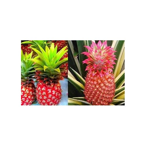 Red Pineapple Fruit Seeds for Planting [neera-v5-b7fc0dc287b5d417e390]