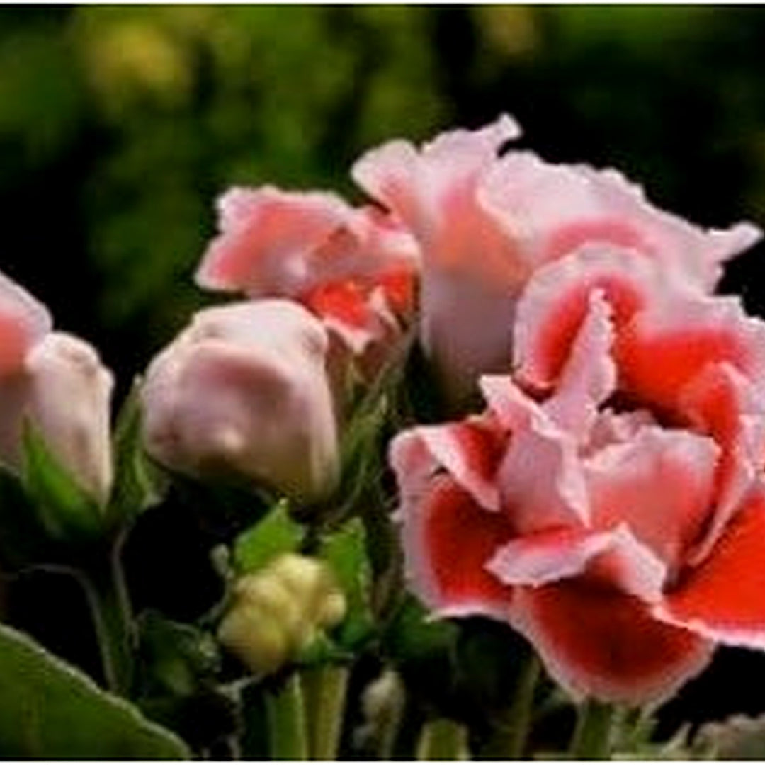 Gloxinia Flower Seeds White Orange for Planting | Heirloom Non-GMO High Germination Organic Garden Seeds [neera-v5-b8003f6e816dc42facf0]