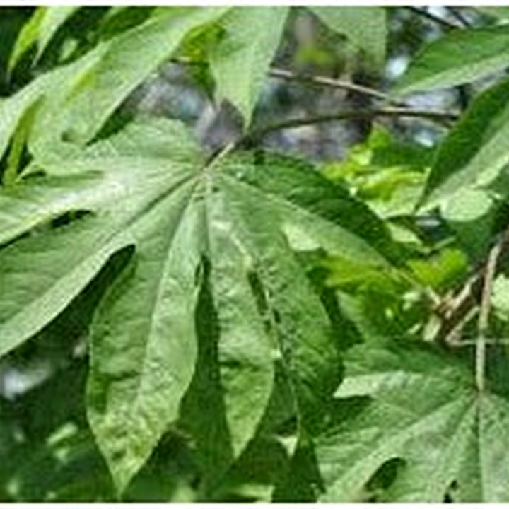 Kalopanax Septemlobus Seeds for Planting [neera-v5-b80879aeaf9267956991]