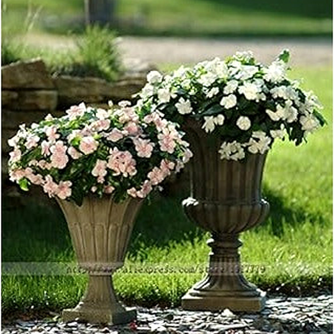 Heirloom Non-GMO White Periwinkle Flower Seeds for Elegant Low-Maintenance Garden Planting [neera-v5-b809ab42be3cc958afe9]
