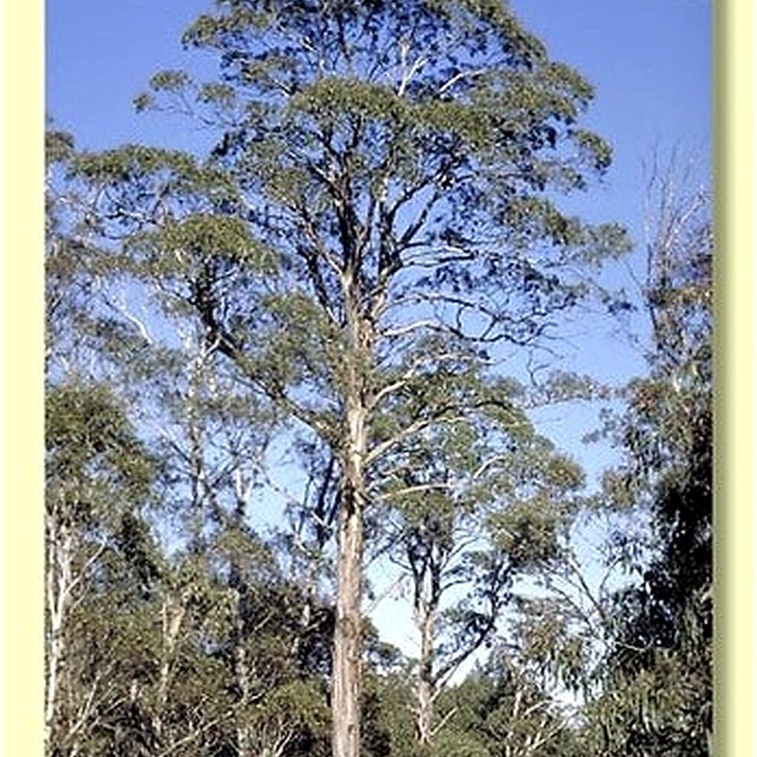 Eucalyptus Nitens Tree Seeds [neera-v5-b8123f14f3e7908222fd]