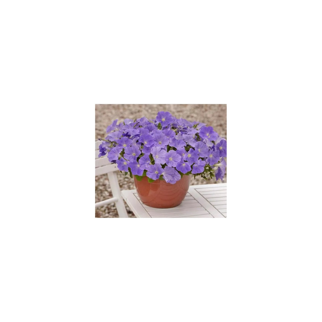 Blue Sky Double Petunia Hybrid Flower For Home Garden Flower Seeds for Home Garden Planting, [neera-v5-b81df2ef42f31734b10c]