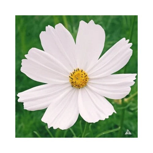 Purity Cosmos Non Gmo Heirloom Flower Seeds Home Garden Planting, Lush Organic Blooming Variety [neera-v5-b824d1ab14b0c13076b0]