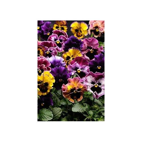Orange Blue Pansy Seeds for Planting [neera-v5-b83017939e92f9c83e79]