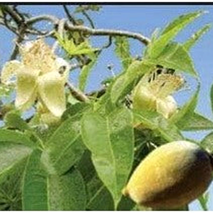 Adansonia Gregorii Seeds (Australian Baobab) [neera-v5-b83798851f4be1c0c388]