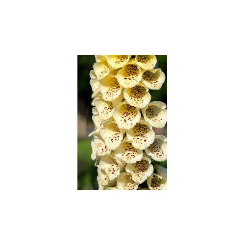 Yellow Rainbow Foxglove Flower Digitalis For Perennial Pollinator Borders Flower Seeds for Home [neera-v5-b848ca51c87db16e77bd]