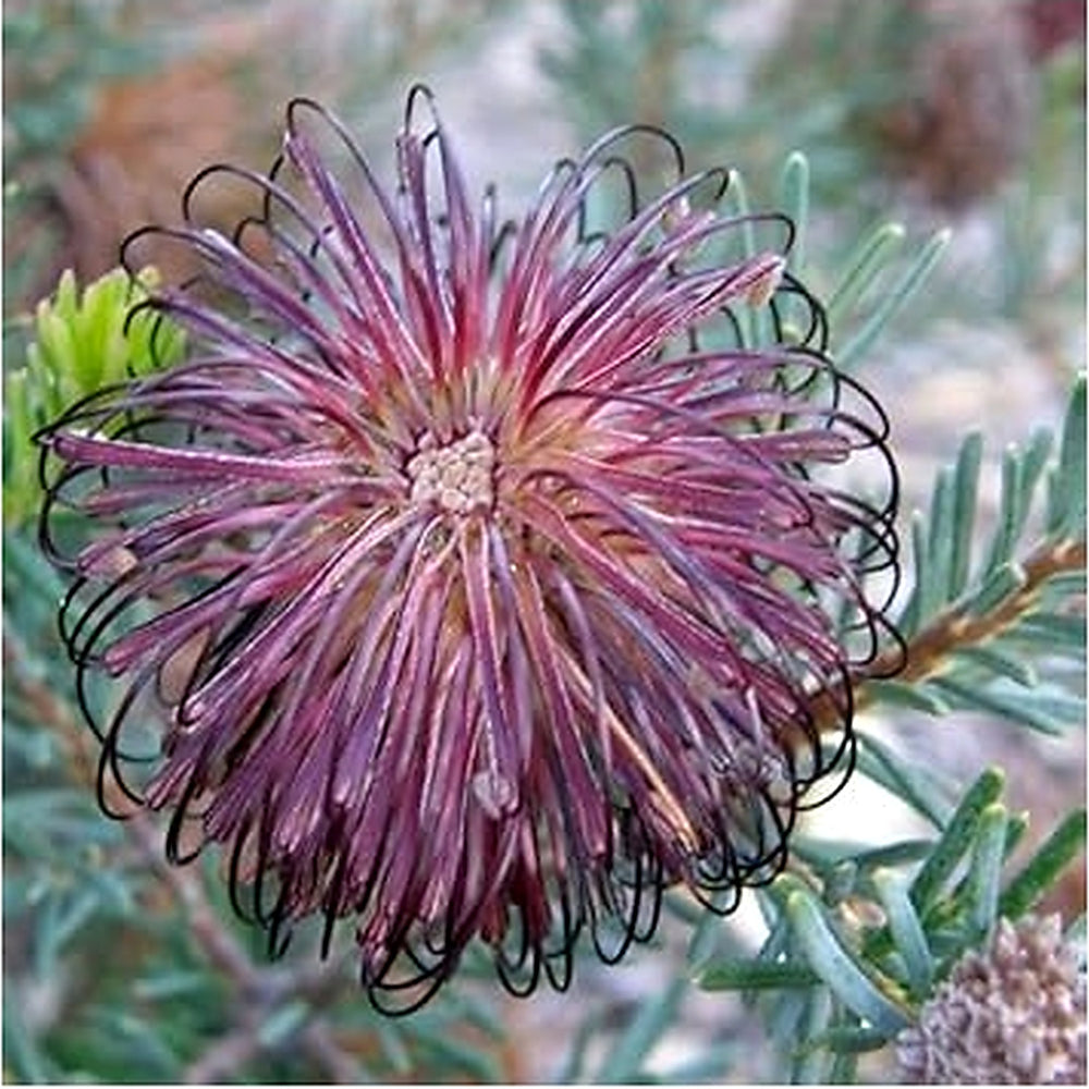 Violet Banksia Plant Seeds [neera-v5-b84e9134292be9e5dd61]
