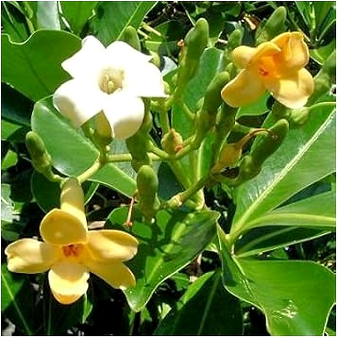 Pua Kenikeni Perfume Flower Seeds for Planting [neera-v5-b84f8651d19c8d6dfc1d]