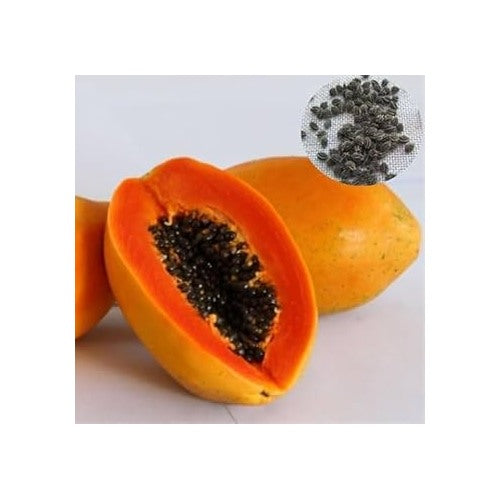 Taiwan Red Lady Papaya Fruit Seeds for Planting [neera-v5-b8540842d355eb815108]