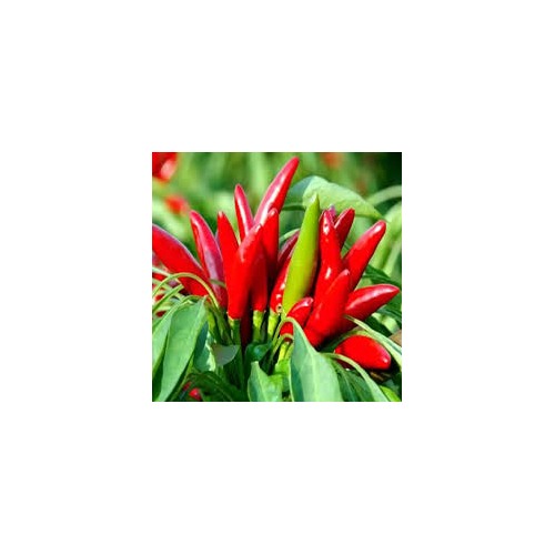 Thai Dragon Chili Pepper Seeds for Planting [neera-v5-b854f8303c45eb0f6095]
