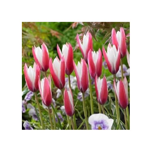 Peppermint Stick Tulip Flower For Planting Vibrant Non Gmo Heirloom Tulips Flower Seeds for Home [neera-v5-b85c33bb496410028f98]