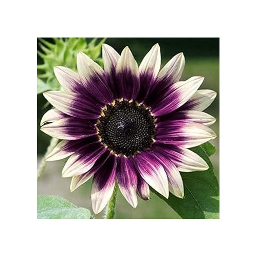 Cream Violet Sunflower Seeds for Planting [neera-v5-b85c58818103c8f0acaa]