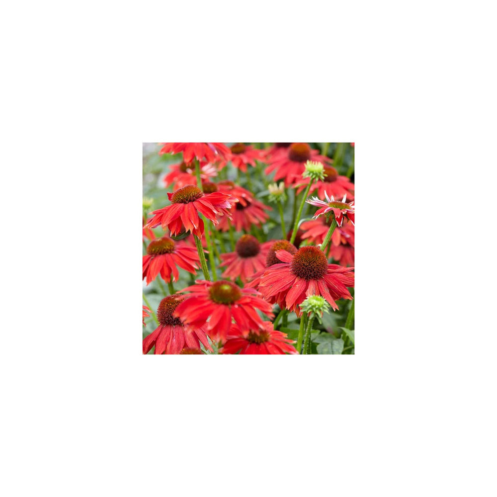 Red Echinacea Coneflower For Planting Heirloom To Attract Pollinators Butterflies Flower Seeds for [neera-v5-b86035dd615fdab5b271]