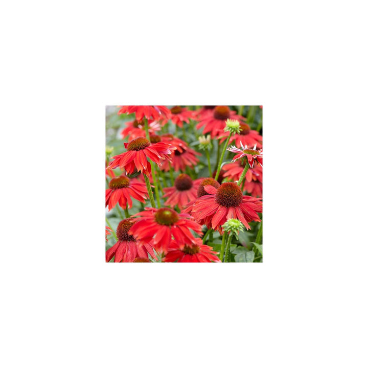 Red Echinacea Coneflower For Planting Heirloom To Attract Pollinators Butterflies Flower Seeds for [neera-v5-b86035dd615fdab5b271]
