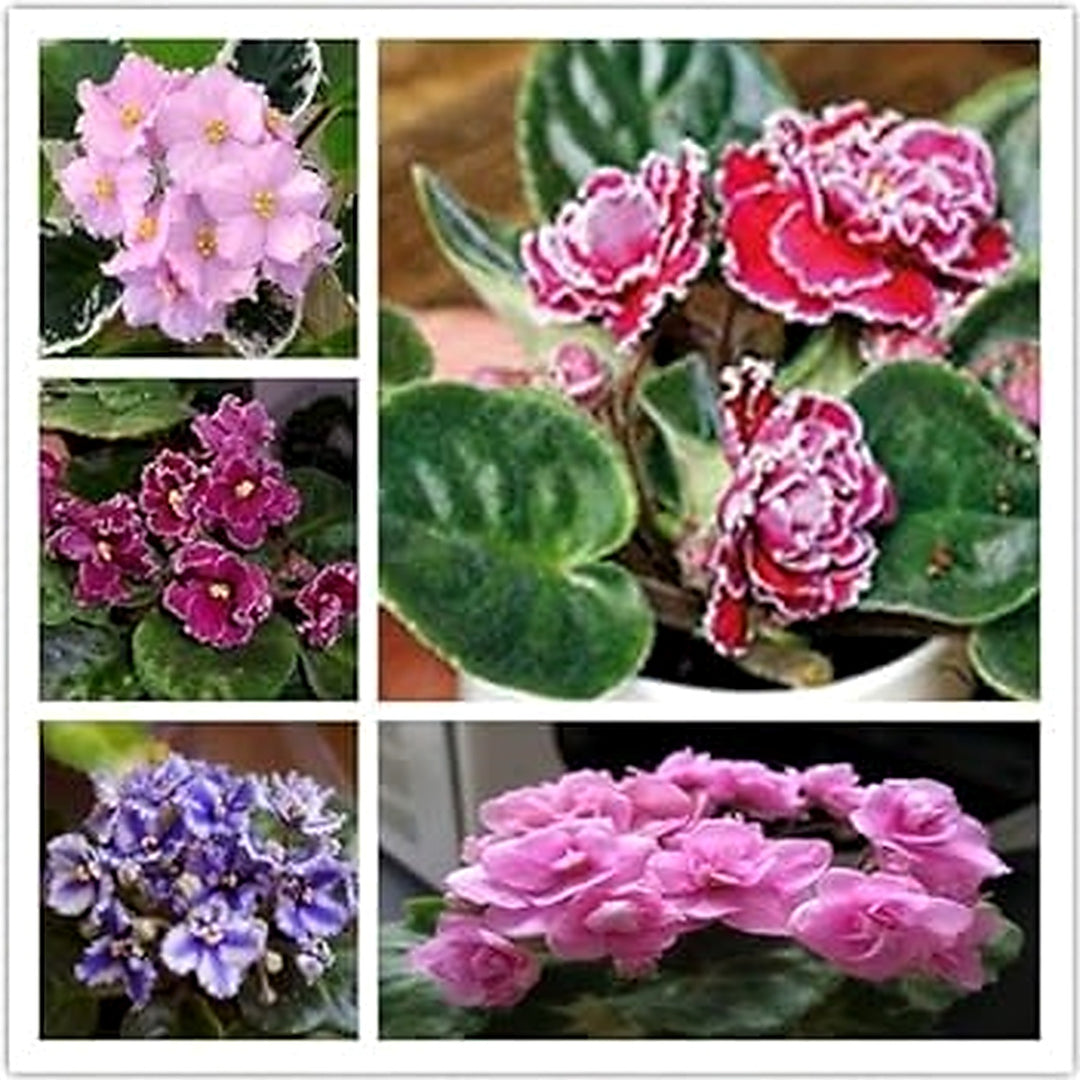 Heirloom Mixed Mini Matthiola Incana Flower Seeds for Planting [neera-v5-b866a59a57b10b7dfb04]