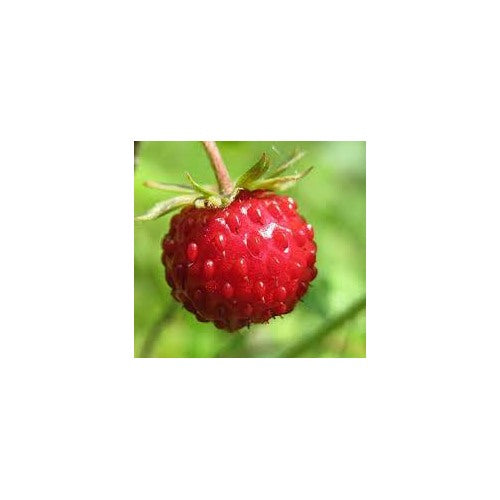 Fragaria vesca Fruit Seeds [neera-v5-b86aa145cc660a940372]