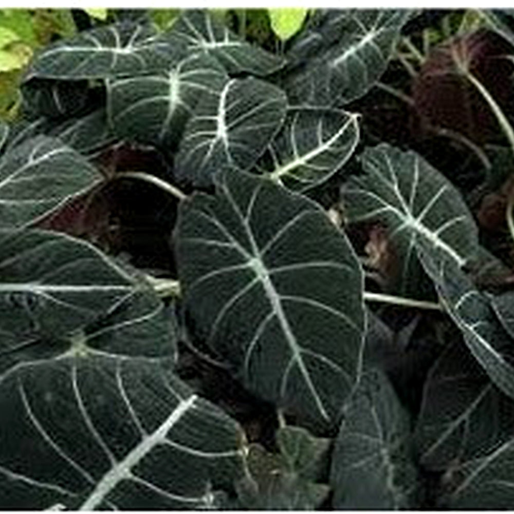 Black Caladium Flower Seeds for Planting [neera-v5-b874d853d606df066014]