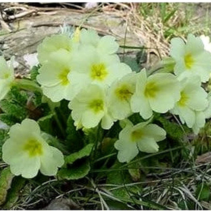 Light Green Primrose Flower Seeds [neera-v5-b87d30e0f9352a6c6a43]