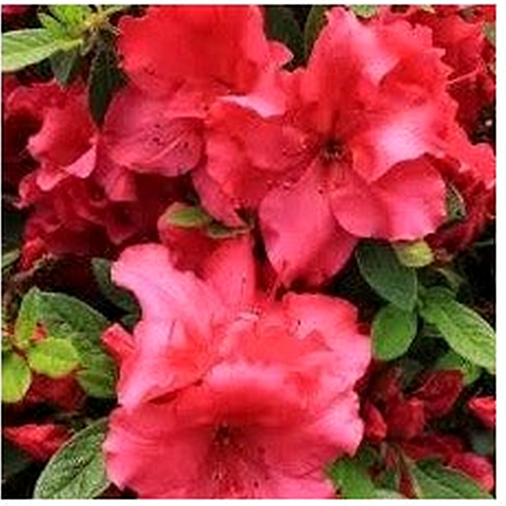 Heirloom Non-GMO Light Red Azalea Flower Seeds for Planting [neera-v5-b884c4f2d705792ac710]