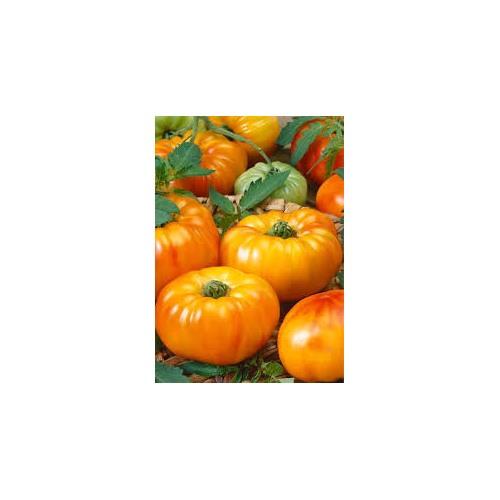 Heirloom Orange Giant Hybrid Tomato Vegetable Seeds [neera-v5-b888e4fc0fff4e99dfd0]