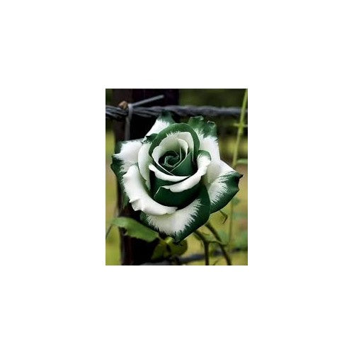 Green White Rose Flower Seeds for Planting [neera-v5-b88ade4a04d27507d3a2]