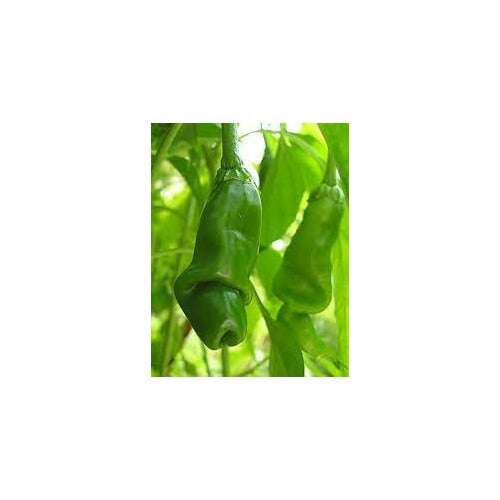 Heirloom Green Chili Willy & Peter Pepper Seeds [neera-v5-b88ea50e93f488b8f68c]