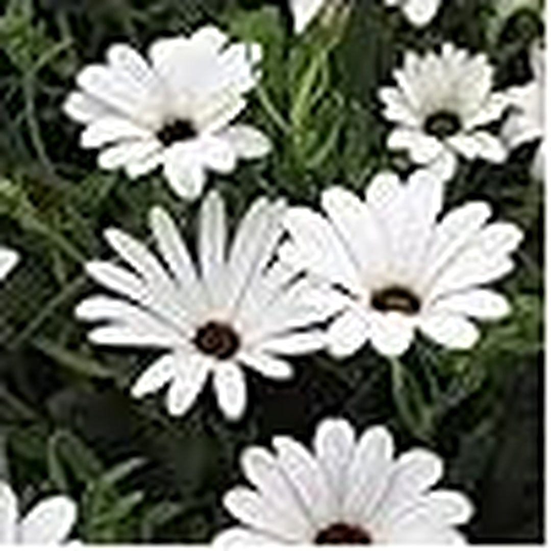 African Daisy Flower Dimorphotheca Aurantiaca Flower Seeds for Home Garden Planting, Blooming [neera-v5-b88f5b6b71d8725e20e1]