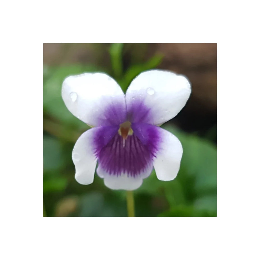 Heirloom Non Gmo Prairie Viola Flower For Planting Wildflower Blooming Flower Flower Seeds for Home [neera-v5-b88fe2c875457306d6e2]