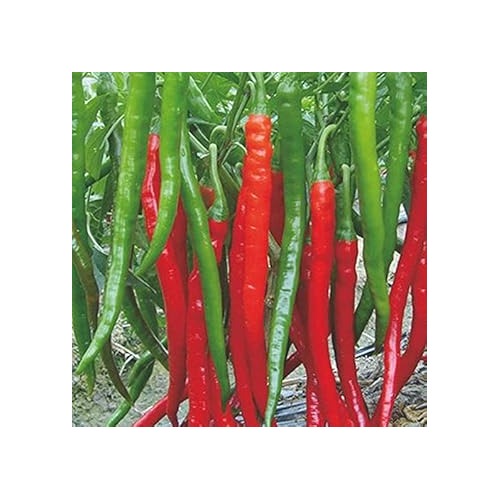 Red Chili Seeds for Planting [neera-v5-b8a1a893fb62a86b0ab6]