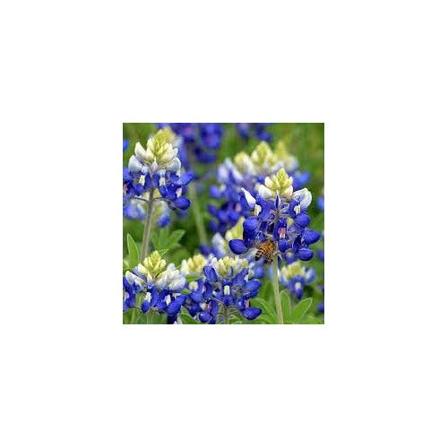 Texas Bluebonnet (Lupinus texensis) Flower Seeds for Planting [neera-v5-b8a538a18ee61cf91b94]