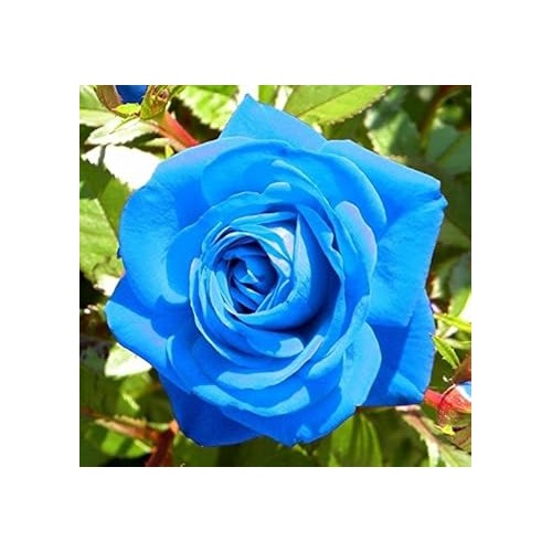 Blue Rose Heirloom Non-GMO Seeds for Garden Planting – Neeraseeds