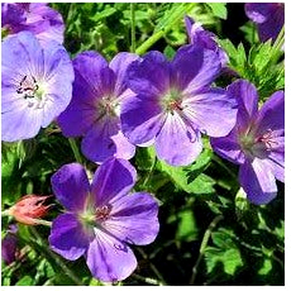 Violet geranium flower seeds for planting [neera-v5-b8bdbc86352bf15780a3]