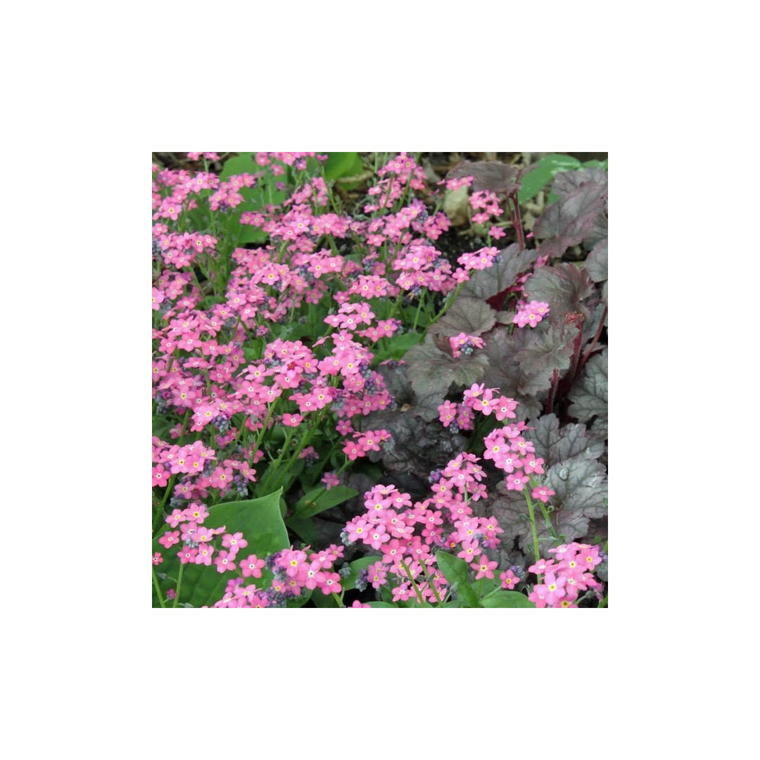 Heirloom Non Gmo Myosotis Sylvatica Flower For Planting Forget Me Not Garden Blooms Flower Seeds [neera-v5-b8e91c5a42007ec02da8]