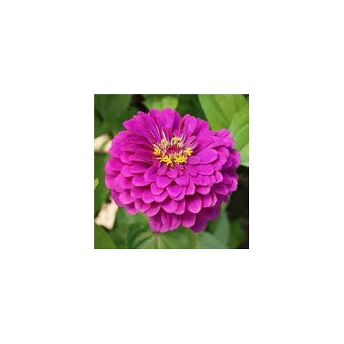 Pink Calendula Flower Seeds, Heirloom, Non-GMO Seeds for Planting [neera-v5-b8ec1919dc5575e10031]