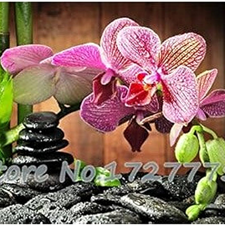 Pink Doritaenopsis Flower Seeds for Planting [neera-v5-b8ef5c424b5888ca4c9e]
