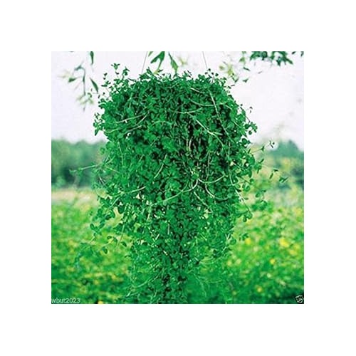 Green Penny Mint Seeds for Planting [neera-v5-b902994a4e73139028a3]
