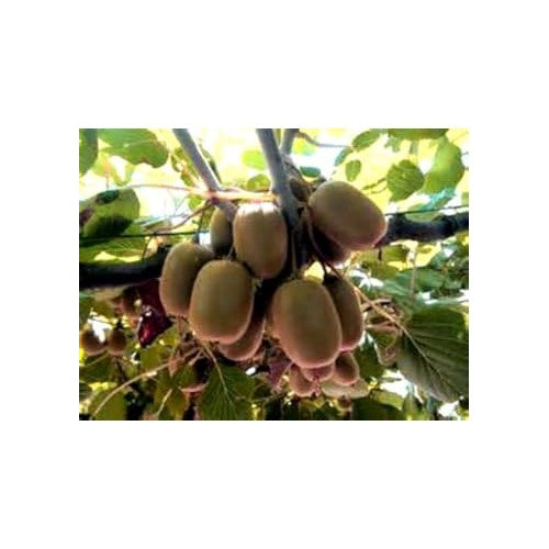 Golden Kiwi Fruit Seeds for Planting [neera-v5-b905f19896f4ee5ee4bc]