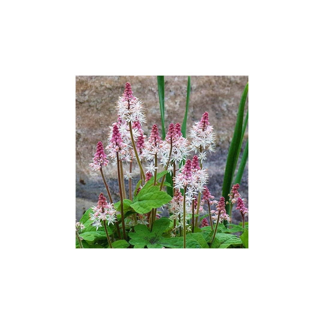 Pink White Tiarella For Planting Non Gmo Flower Seeds for Home Garden Planting, Landscape Organic [neera-v5-b90b7eba587cddd10a06]