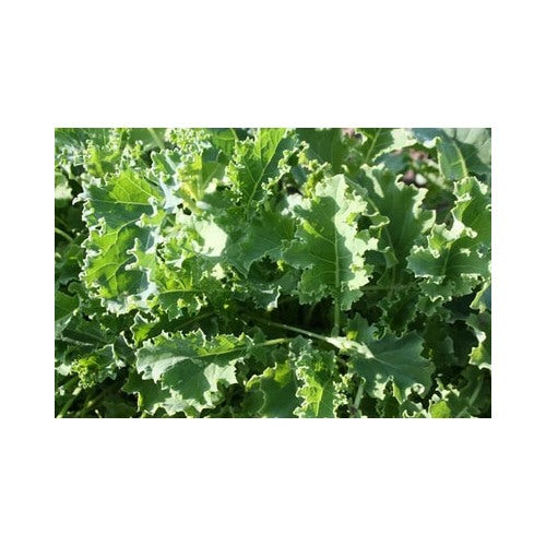 Blue Vates Curled Kale Planting Fresh Eating Cooking Heirloom Non Gmo Flower Seeds Home [neera-v5-b917aa8db8a44841bb33]