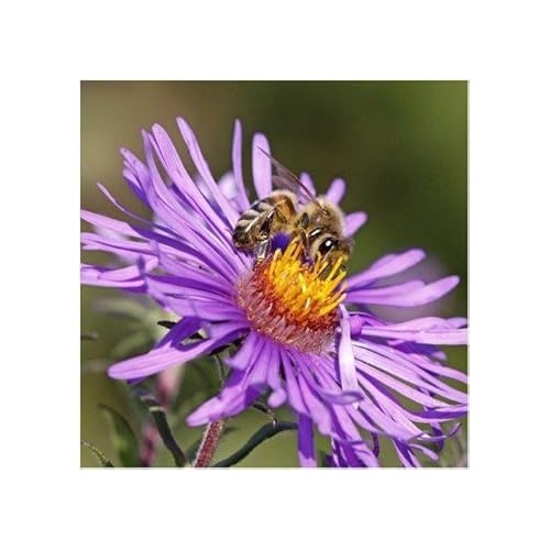 Organic Heirloom Violet Aster Flower Seeds [neera-v5-b91ad6c6263171e7d100]
